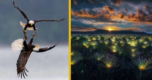 Top 33+ Amazing Photographs of Life and Nature on Earth