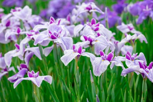 These Low-Maintenance Perennial Flowers Bloom Every Season