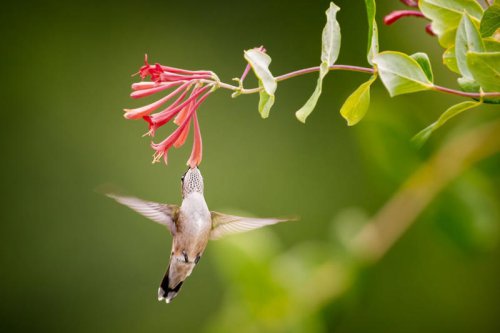 Does It Matter Where You Put Your Hummingbird Feeder? Here&rsquo;s What Experts Say