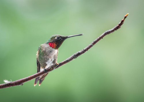 Keep Feeders Separated, Follow the Insects, Be Sure There Are Perches Nearby, Add a Water Source, Get Out the Tape Measure, Avoid These 4 Hummingbird Feeder Placement Mistakes, Where to hang a hummingbird feeder (most people get this wrong)