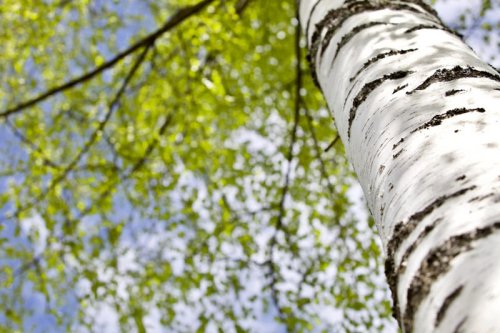 Common plants and trees that trigger allergies