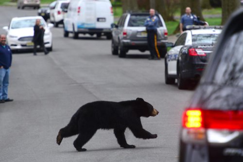 Black bear sightings in New Jersey are down in 2025. A breakdown by the numbers