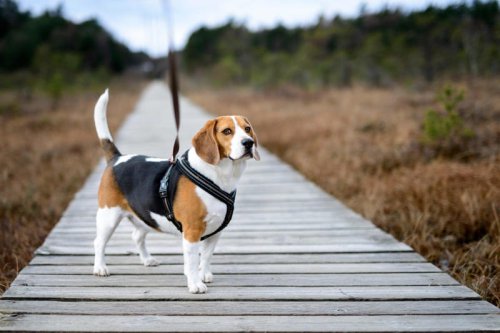 Top 6+ of the Loudest Dog Breeds that Love to Bark