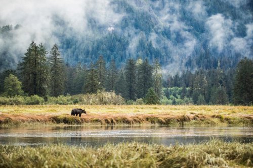 I searched for grizzly bears in a Canadian region tourists often miss