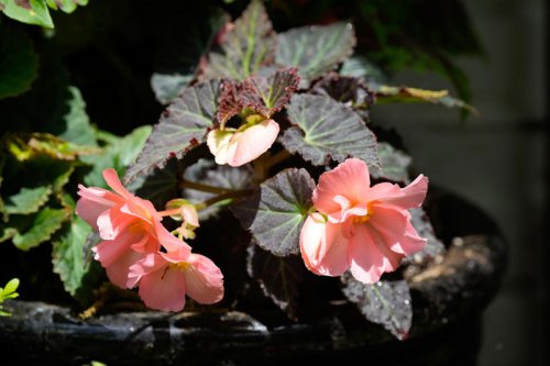 A month-by-month guide of when you should do things in your home garden