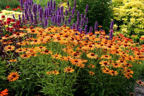 Top 16+ Gorgeous Coneflowers to Plant Right Now to Brighten Your Garden