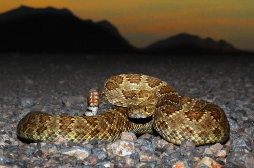 How venomous is the Mojave rattlesnake? You really don't want to find out