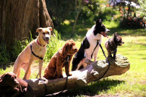 Top Dog Breeds Known for Their Longest Lifespans