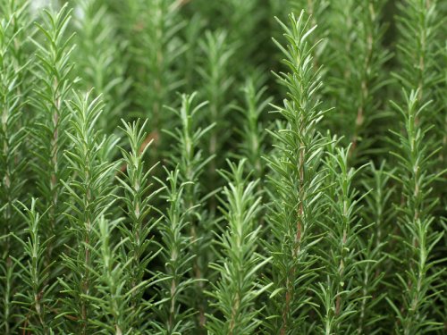 The herb linked to better memory, lower anxiety and Alzheimer&rsquo;s protection