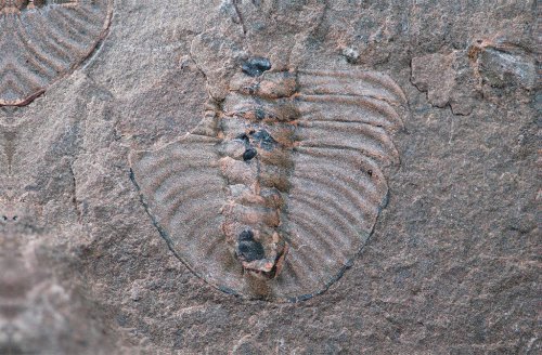 Ancient Predator Named After Mothra Sheds Light on Arthropod Evolution
