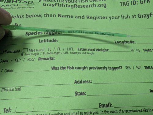 Anglers catch fish for science and to save a species vital to Massachusetts