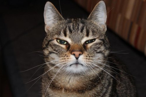 Leaving Your Cat Alone? Here&rsquo;s How to Keep Them Happy