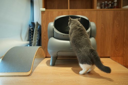 Too Many Litter Changes? Why Your Cat Might Be Stressed