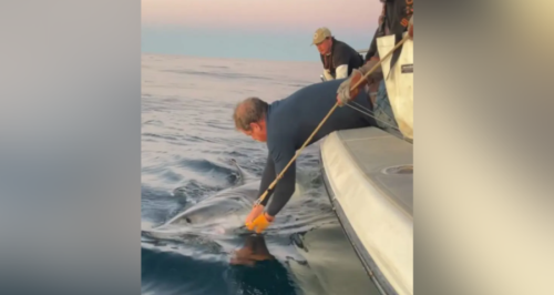 Biggest male great white shark ever recorded in Atlantic resurfaces near North Carolina coast