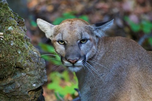 Tracking America&rsquo;s Big Cats: What GPS Collars Are Teaching Scientists About Cougars
