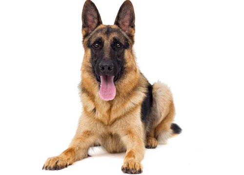The Best Dog Breeds for Home Protection