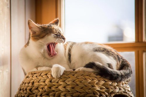 Building the Purr-fect Cat Enrichment Zone (Here&rsquo;s How)