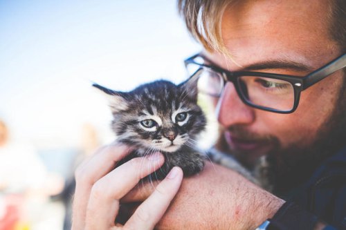 How to Support a Grieving Cat After a Loss