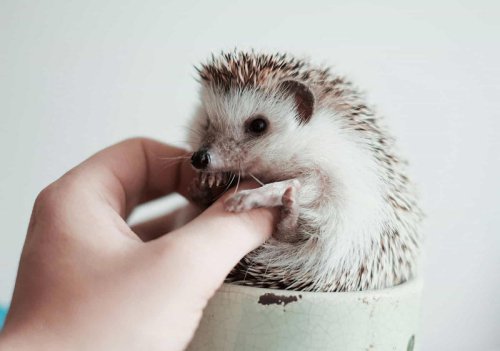 Top 10+ Common Mistakes Hedgehog Owners Make