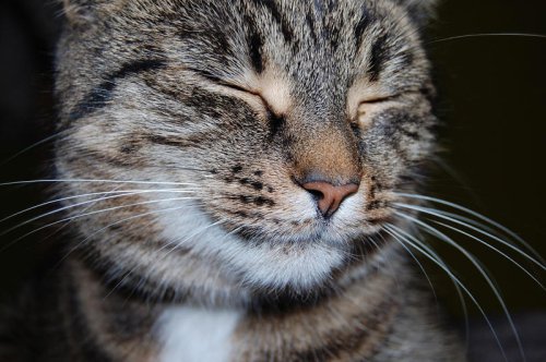 Why Are Some Cats More Cuddly Than Others? (It&rsquo;s Not Just Personality)