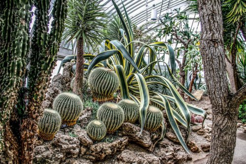Unpacking the Past: How Global Trade Introduced North America&rsquo;s Most Aggressive Plants