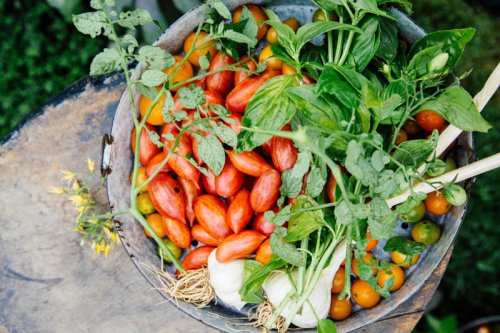 Top 7+ Smart Harvesting Tips for Picking Your Garden Veggies at Peak Flavor