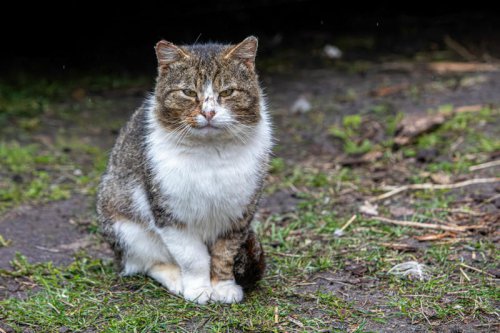 Do Cats Miss You When You&rsquo;re Away? Here&rsquo;s the Honest Truth