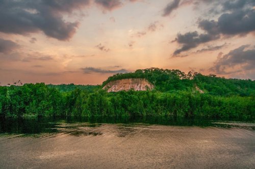 Is Reforesting the Amazon Possible? What Science Says About Rewilding at Scale