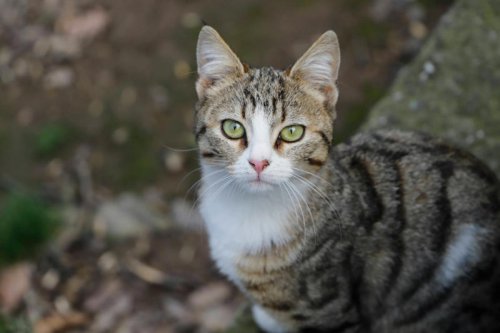 Top 9+ Ways Cats Show Loyalty &mdash; Without Ever Needing a Hug