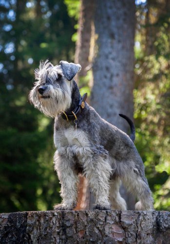 Top 5+ adorable dog breeds with Beards and Mustaches