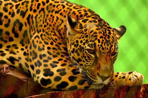 Top 10+ Cool Animals You Can See in Peru