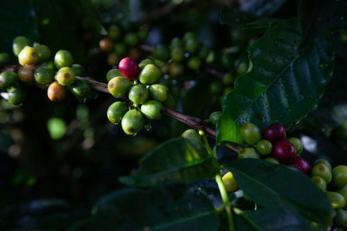 Top 10 Countries for Coffee Lovers, Ranked by Experts
