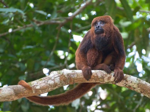 Top 10+ Smartest Monkey Species Ranked by Experts