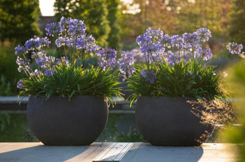 How to care for your agapanthus, according to a gardening expert