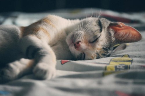 Top 10+ Exclusive Behaviors Cats Show Only When They Trust You
