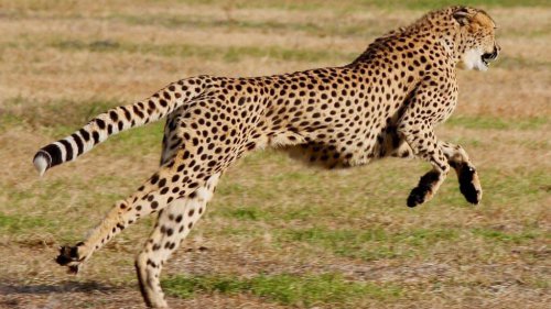 Top 10+ Places Where You Can See Cheetahs in the Wild (Ethically)