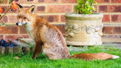 Top 10+ U.S. States Where You Are Likely to Spot a Wild Fox