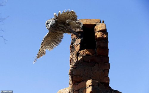How radiation exposure has forced animals to mutate in incredible ways