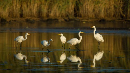 New England's Coastal Wildlife Sanctuary Just Outside Of Cape Cod Offers Serene Trails Brimming With Animals