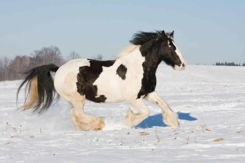 Top 15+ Most Beautiful Horse Breeds in the World