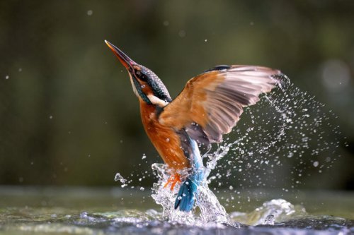 Biomimicry: why nature is the best designer