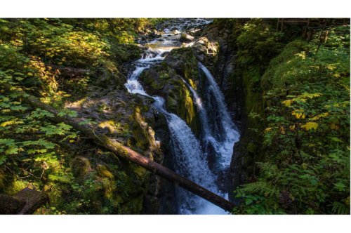 Top 15+ National Parks Where You Can See Bears in Their Natural Habitat