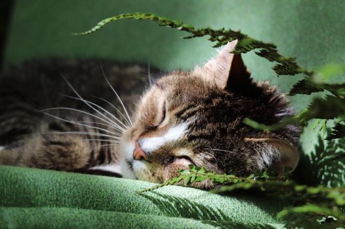 Top 10+ Cat Breeds That Crave Quiet Consistency More Than Cuddles