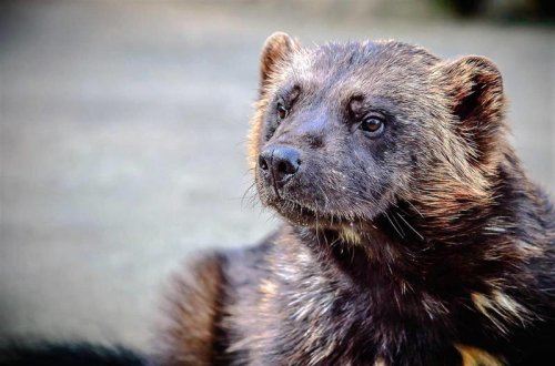 The Animals You Didn&rsquo;t Know Live in the Rocky Mountains