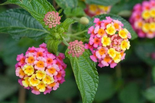 Top 10+ Flowers That Will Thrive in Full Sun