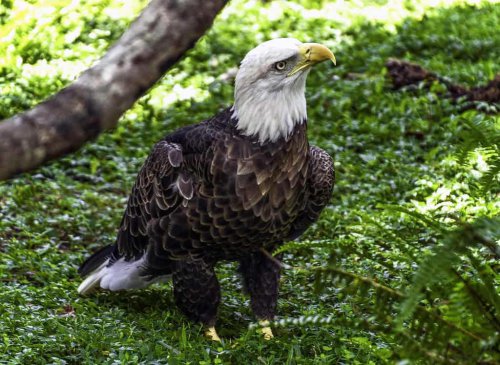 The Role of Bald Eagles in Native American Culture