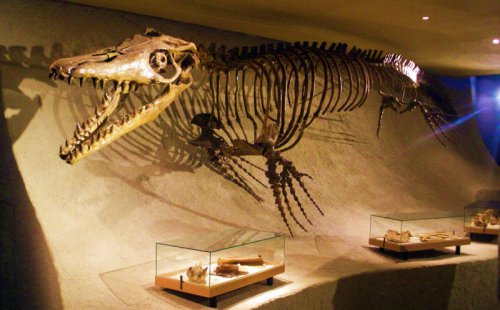 Top 10+ Ancient Sea Creatures That Once Lived in Kansas