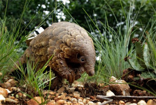 The fight to save &lsquo;adorably odd&rsquo; mammal from edge of extinction