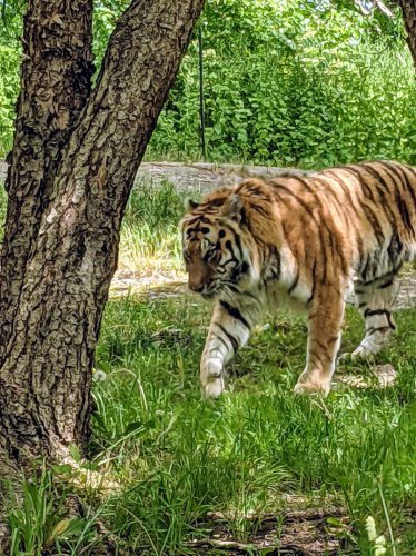 Malayan Tigers in Safe Hands: A Conservation Story You Need to Know