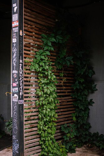 Top 7+ Front Yard Plants That Are Technically Off-Limits Yet Still Planted Anyway